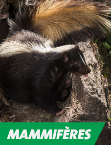 Service de capture et délocalisation sans cruauté pour mammifères indésirables - Extermination Altex, gestion parasitaire et extermination à Sherbrooke et en Estrie